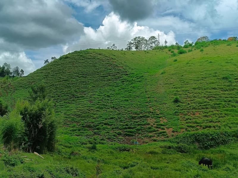 Kolombiya kahve bölgesi manzarası